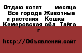 Отдаю котят. 1,5 месяца - Все города Животные и растения » Кошки   . Кемеровская обл.,Тайга г.